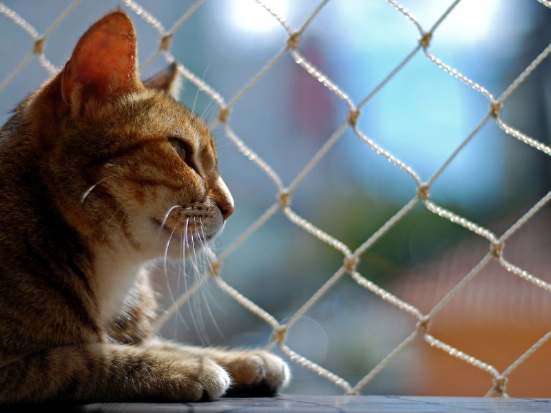 O que considerar antes de adotar um gato em um apartamento