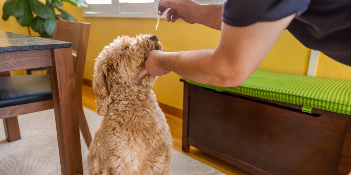 Calmantes naturais para cães: soluções seguras para ansiedade e stress